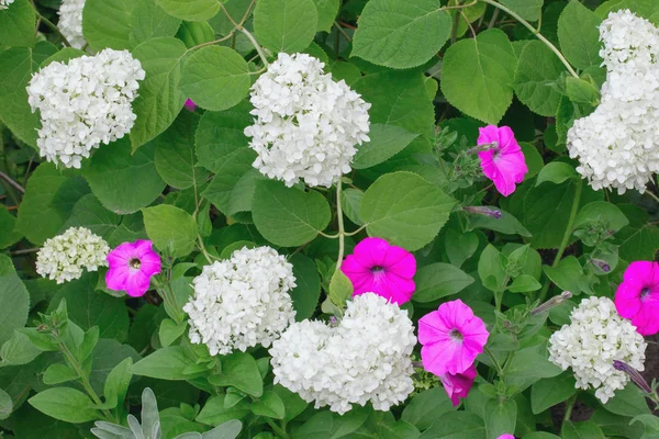 Λευκά λουλούδια ορτανσίας και ροζ λουλούδια από κοντά. Υφή. Σχεδιασμός Floristic τοπίου — Φωτογραφία Αρχείου