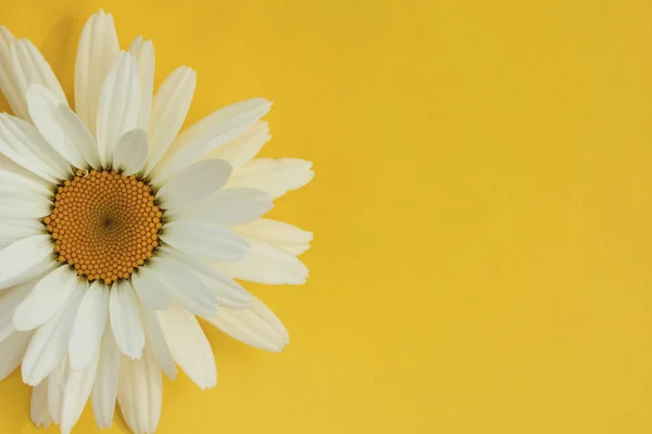 Fleurs de marguerite à la camomille. Gros plan macro avec une faible profondeur de champ sur fond jaune. Concept de nature — Photo