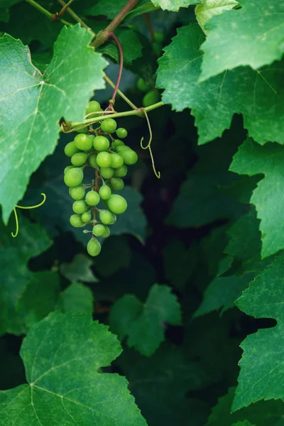 Cepillo verde inmaduro de uvas —  Fotos de Stock