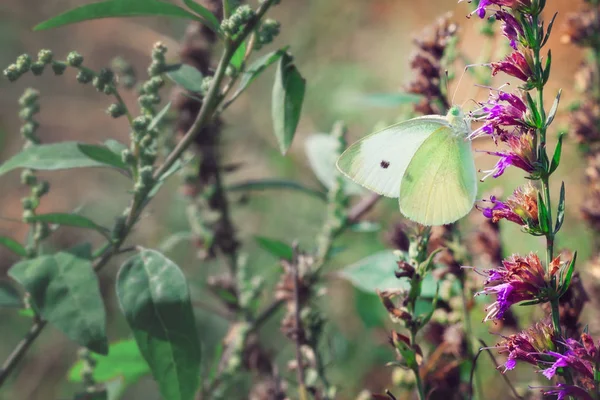 White and green butterfly close-up on a purple flower