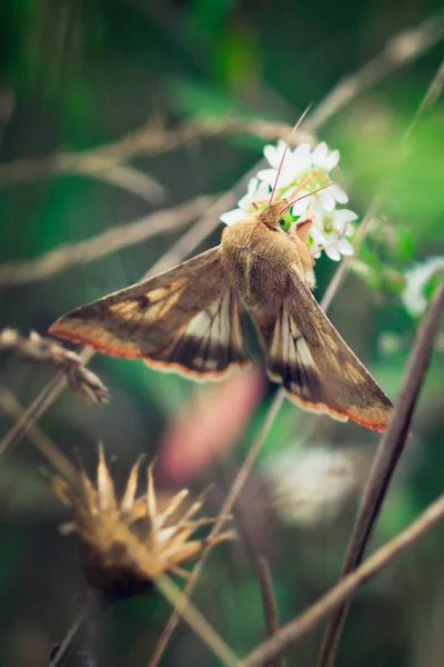 Brown Moth på ljusblomman — Stockfoto