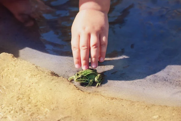 Un niño pequeño acaricia una rana en el río — Foto de Stock