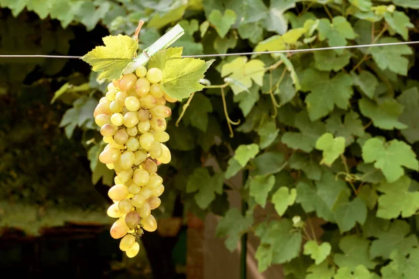 Brush of grapes hanging on nature background — Stock Photo, Image