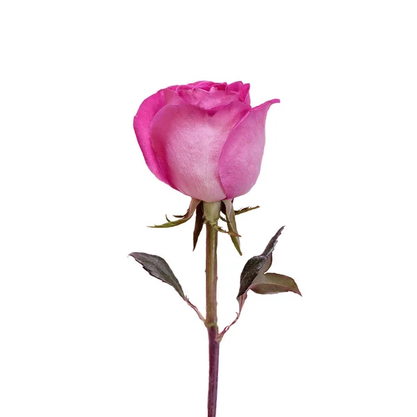 Rosa große Rose isoliert auf weißem Hintergrund — Stockfoto