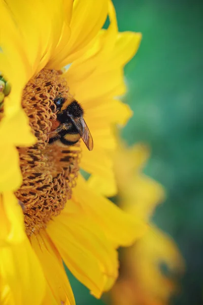 Bumblebee close-up sits on a sunflower