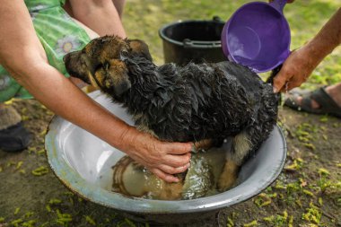 Bir Alman çoban köpeğini yıkıyor ve tedavi ediyor.