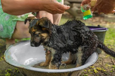 Bir Alman çoban köpeğini yıkıyor ve tedavi ediyor.