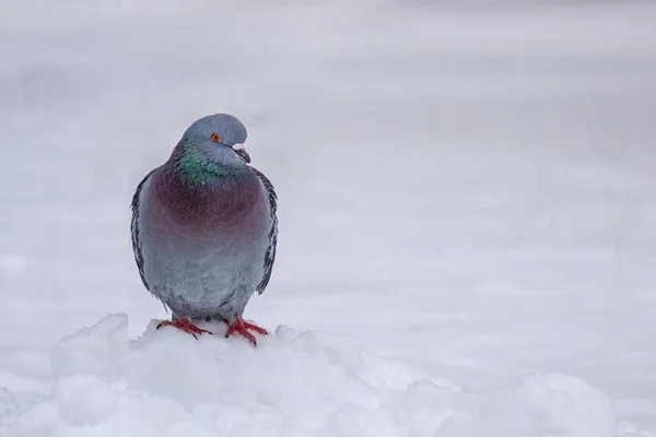 portrait of gray dove on the snow, close up