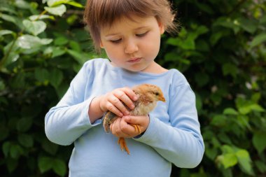 Elinde yavru bir tavuk tutan tatlı bir kız. Kafkas görünümlü mavi tişörtlü küçük kız bir hayvanla ilgileniyor ve onu seviyor.