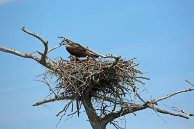Osprey aile - Reelfoot Gölü State Park, Tennessee