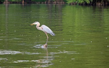 Büyük mavi balıkçıl bir balık - Reelfoot Gölü State Park, Tennessee yutma