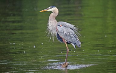 Güzel büyük mavi balıkçıl - Reelfoot Gölü State Park, Tennessee