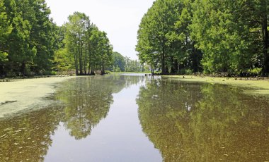 Yosun tortu Reelfoot Gölü - State Park, Tennessee
