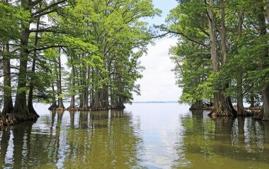 Reelfoot Gölü - Reelfoot Gölü State Park, Tennessee kapıya selvi