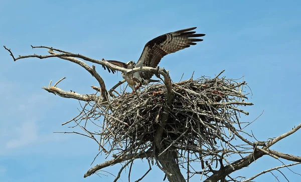 Osprey Yuvadaki Reelfoot Gölü State Park Tennessee — Stok fotoğraf