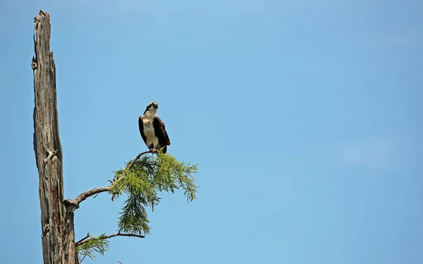 Osprey Rama Reelfoot Lake State Park Tennessee — Foto de Stock