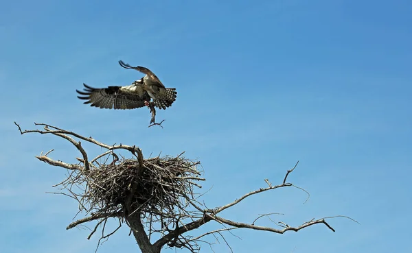 Osprey Con Pez Reelfoot Lake State Park Tennessee — Foto de Stock