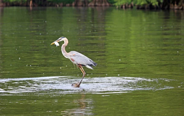 Grande Garça Azul Com Peixe Reelfoot Lake State Park Tennessee — Fotografia de Stock