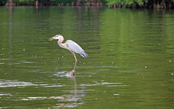 Great Blue Heron Engolindo Peixe Reelfoot Lake State Park Tennessee — Fotografia de Stock