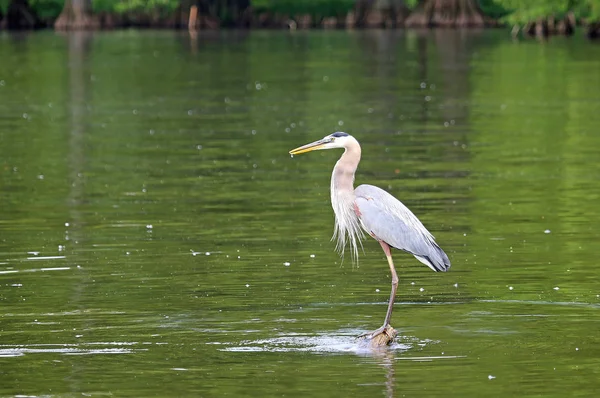 Great Blue Heron Lotniska Reelfoot Lake State Park Stanie Tennessee — Zdjęcie stockowe