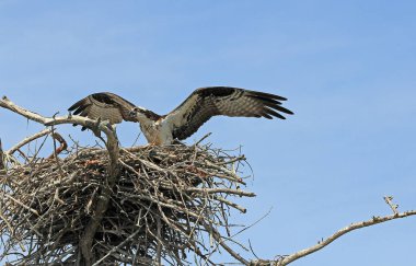 Osprey outspread kanatlı - Reelfoot Gölü State Park, Tennessee
