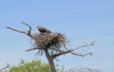 Osprey anne - Reelfoot Gölü State Park, Tennessee