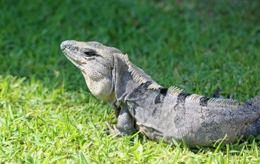 Gri iguana - Playa del Carmen, Riviera Maya, Meksika