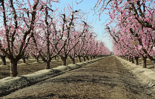 Şeftali ağacı satırları - Blossom iz, Fresno, California