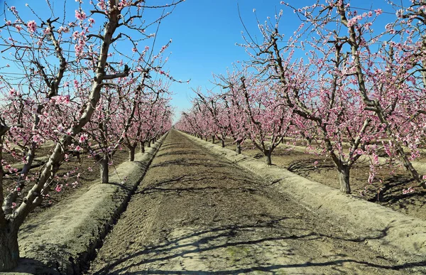 Huerto Duraznos Flor Blossom Trail Fresno California —  Fotos de Stock