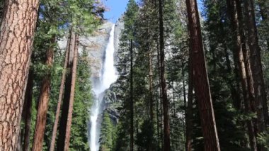 Yosemite Falls ağaçlar - Yosemite Milli Parkı, California arasında