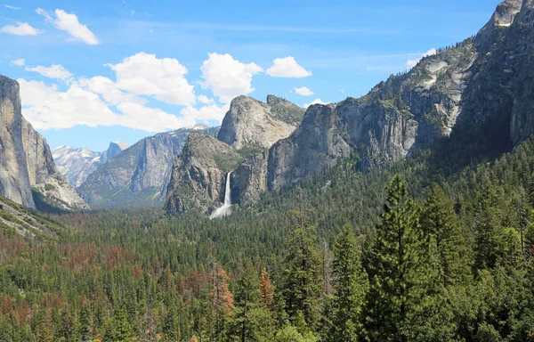 Forest Yosemite Valley Yosemite National Park California — Stock Photo, Image