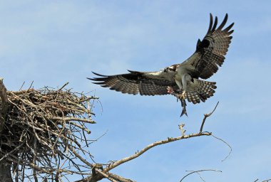 Osprey flying with a fish  -  Reelfoot Lake State Park, Tennessee clipart