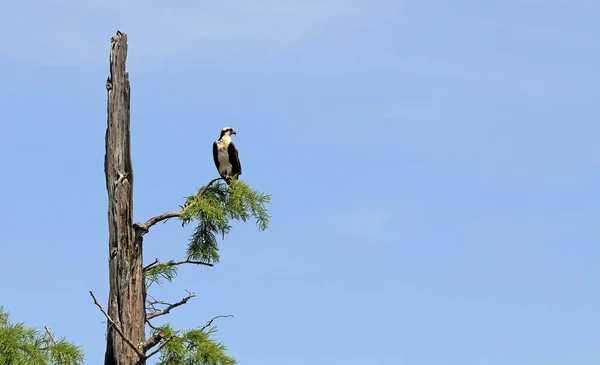 在田纳西州的 Reelfoot 湖州立公园的鱼鹰 — 图库照片