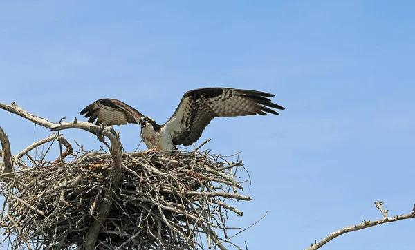 Osprey Con Alas Desplegadas Reelfoot Lake State Park Tennessee — Foto de Stock