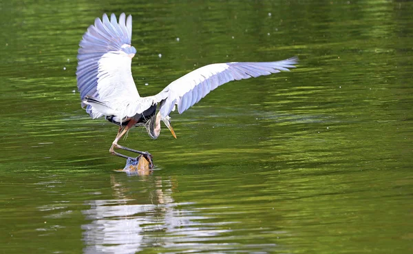 Grande Chasse Héron Reelfoot Lake State Park Tennessee — Photo