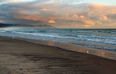 Seagulls on Waihi Beach-Bowentown, bolluk Körfezi, Yeni Zelanda