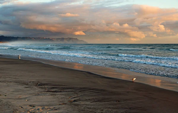 Seagulls on Waihi Beach-Bowentown, bolluk Körfezi, Yeni Zelanda
