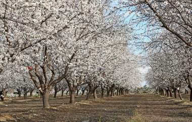 Almond orchard  - Blossom Trail, Fresno, California clipart
