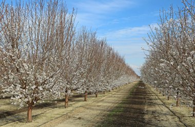 Plum Orchard Alley-Blossom Trail, Fresno, Kaliforniya