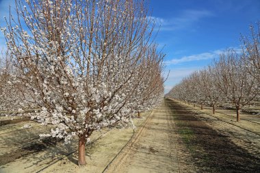 In Plum Orchard-Blossom Trail, Fresno, Kaliforniya