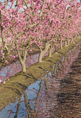 Şeftali meyve bahçesi - Blossom iz, Fresno, California