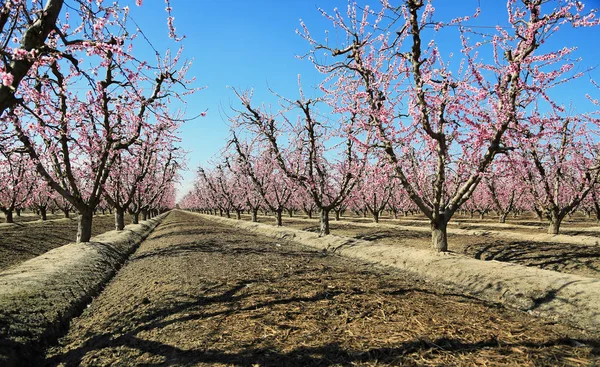 Peach Tree Alley-Blossom Trail, Fresno, Kaliforniya
