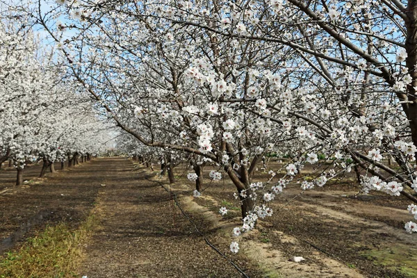 Meyve bahçesinde badem çiçeği-Blossom Trail, Fresno, Kaliforniya