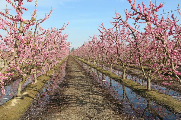 Broskvový Sad Blossom Trail Fresno Kalifornie Stock Obrázky