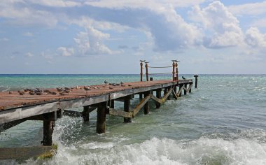 İskele ve kuşlar - Riviera Maya, Meksika