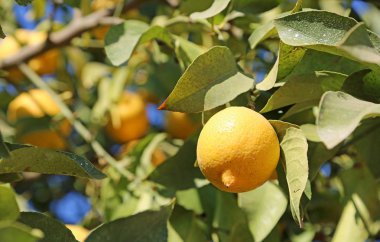 Olgun limon ağacı - Blossom iz, Kaliforniya üzerinde