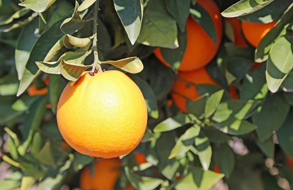 Naranja Maduro Árbol Blossom Trail California —  Fotos de Stock