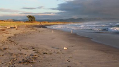 Seaguul Waihi Beach - Bowentown, Yeni Zelanda