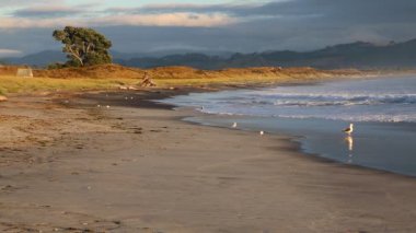 Waihi Beach - Bowentown, Yeni Zelanda