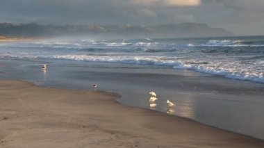 Martı ve Pasifik - Waihi Beach - Bowentown, Yeni Zelanda